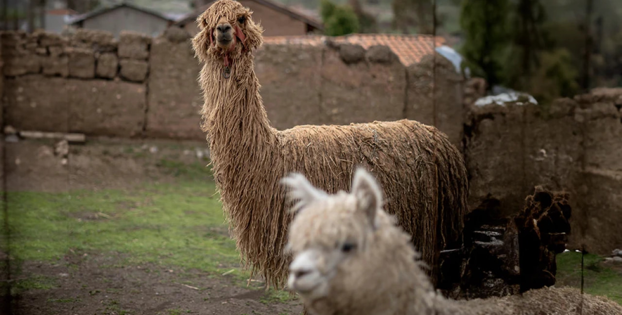 LA ALPACA Y SU FIBRA