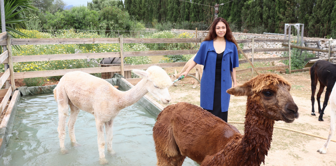 Lavado y secado Alpacas