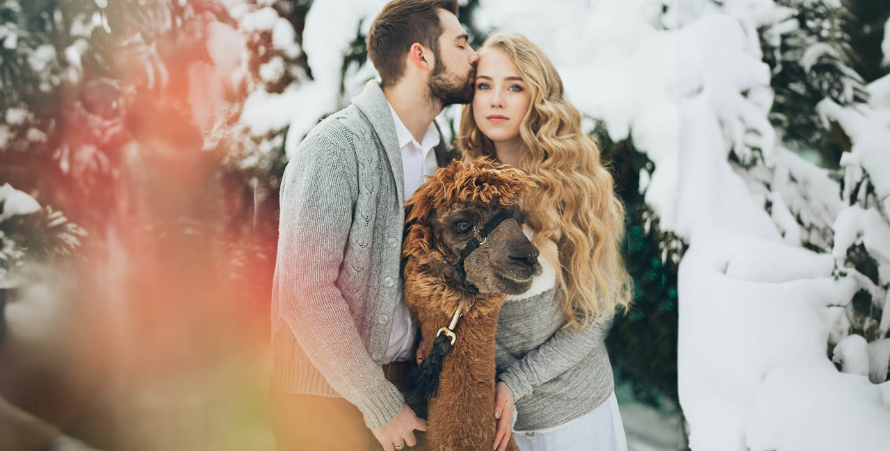 cumpleanos de la alpaca